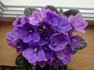 DSC01453