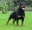 rottweiler1