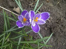 crocusi