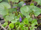 Sweet Violet (2013, March 20)