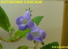 EUCODONIA_CASCADE