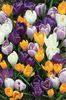 crocus _mix