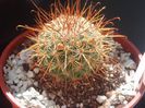 mammillaria pullihamata