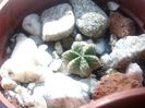 aztekium ritteri