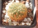 sulcorebutia flavissima