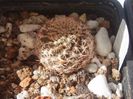sucorebutia braviflora ssp.haseltonii L 315