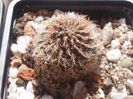 sulcorebutia