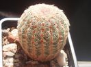 Echinocereus rigidissimus