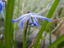 Scilla siberica (2013, April 01)