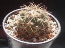 coryphantha andreae