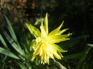 Daffodil Rip van Winkle (2013, April 01)