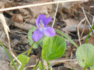 Sweet Violet (2013, April 01)