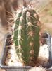 stetsonia coryne