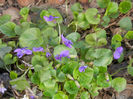 Sweet Violet (2013, April 01)