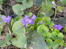 Sweet Violet (2013, April 01)