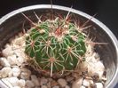 echinofossulocactus