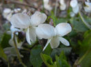 Sweet White Violet (2013, April 01)