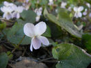 Sweet White Violet (2013, April 01)