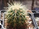 echinocactus grusonii