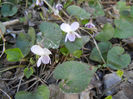 Sweet White Violet (2013, April 01)