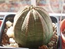 euphorbia obesa