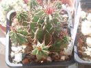 euphorbia horrida
