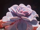 echeveria perle von nurnberg