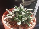 Haworthia
