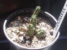 piaranthus geminatus v.foetidus