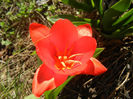 Tulipa Showwinner (2013, April 01)