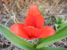 Tulipa Showwinner (2013, April 01)