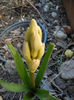 Hyacinthus orientalis (2013, April 01)