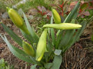 Daffodils_Narcise (2013, March 31)