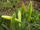 Daffodils_Narcise (2013, March 31)