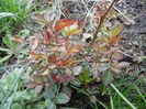 Miniature Roses (2013, March 31)