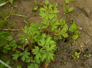 DSCN6347