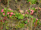 DSCN6357