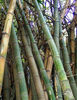 Bambusa arundinacea