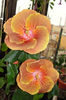 hibiscus Grand Slam