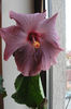 hibiscus Katlyn Jane