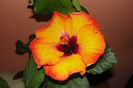 hibiscus Mis Behavin