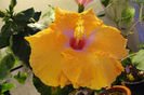hibiscus Amber Brubaker