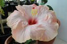 hibiscus Acadian Spring
