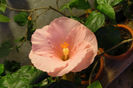 hibiscus Boondah