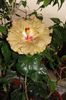 hibiscus Suntan