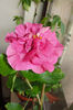 hibiscus Linda Pearl