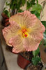 hibiscus Topaz Glory