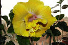 hibiscus Time for Magic