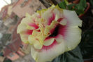 hibiscus Royal Crown