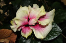 hibiscus Royal Crown